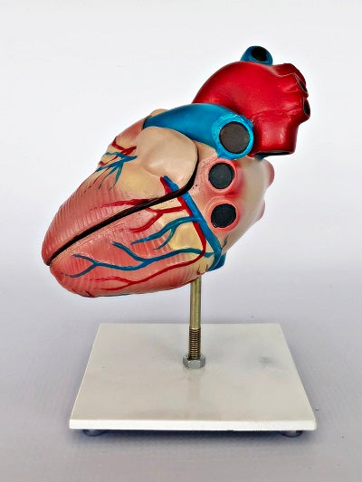 Life Size Heart Model IT046