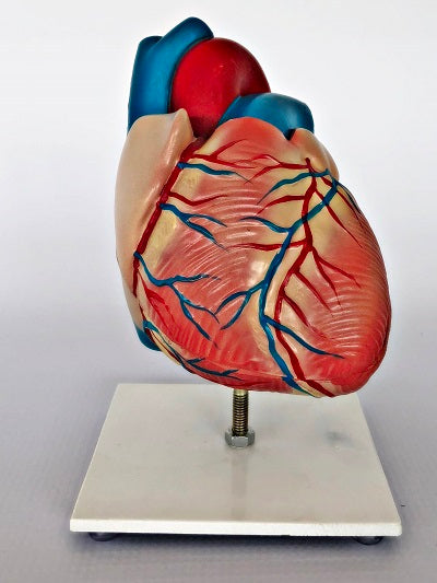 Life Size Heart Model IT046 1