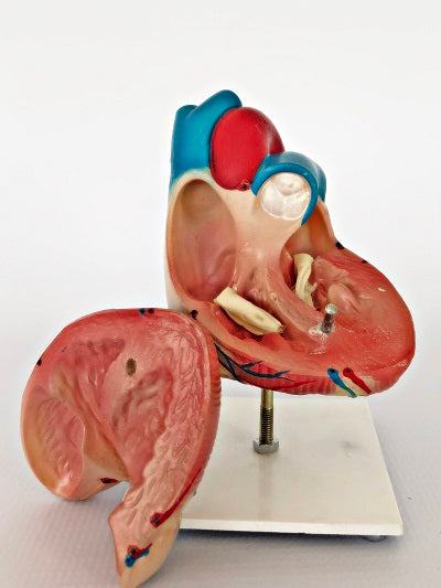 Life Size Heart Model IT046 2