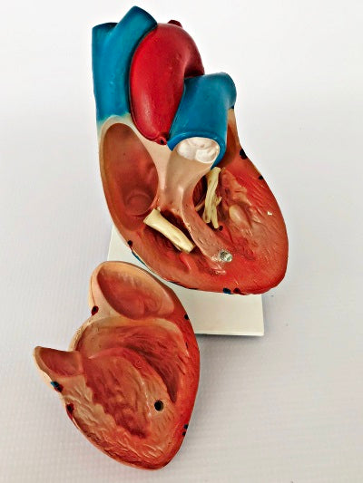 Life Size Heart Model IT046 3
