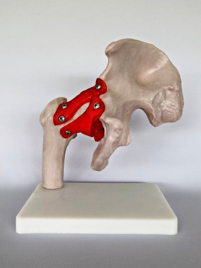 Life Size Hip Joint IT009