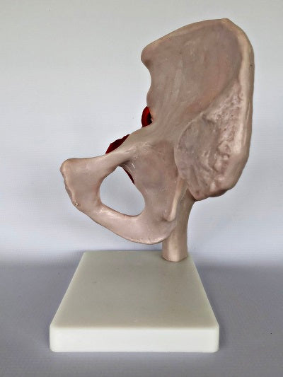 Life Size Hip Joint IT009 1