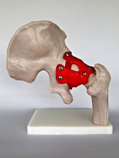 Life Size Hip Joint IT009 2