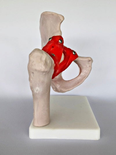 Life Size Hip Joint IT009 3