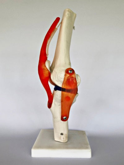 Life Size Knee Joint IT010 1