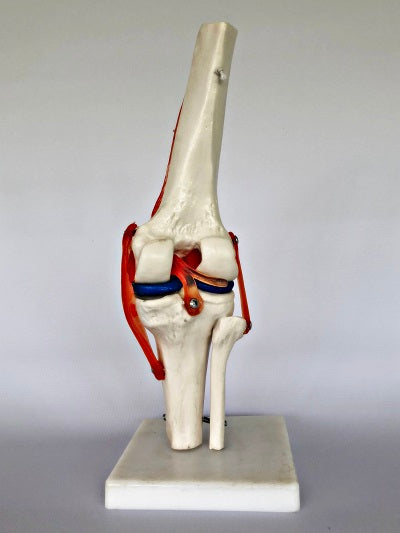 Life Size Knee Joint IT010 2