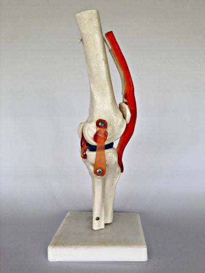 Life Size Knee Joint IT010 3