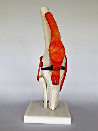 Life Size Knee Joint IT010