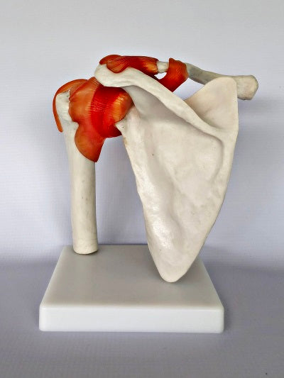 Life Size Shoulder Joint IT008