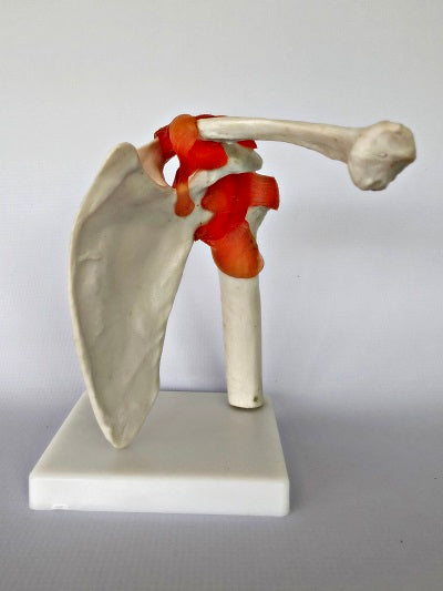 Life Size Shoulder Joint IT008 1