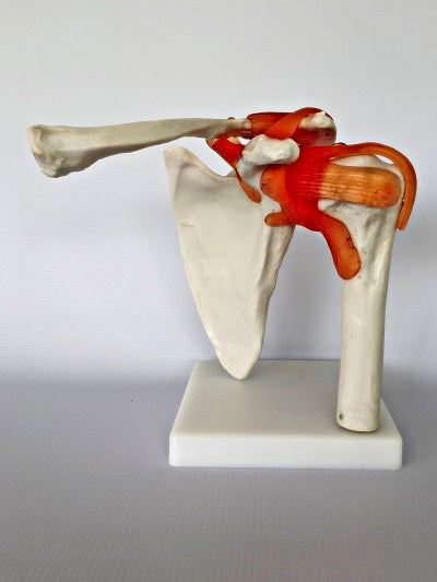Life Size Shoulder Joint IT008 2