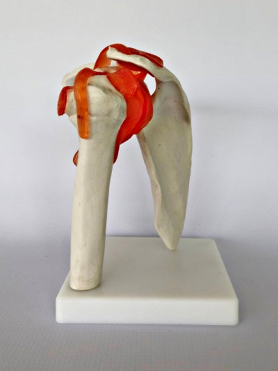 Life Size Shoulder Joint IT008 3