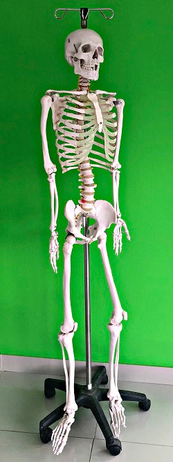 Life Size Skeleton IT-001