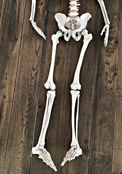 Life Size Skeleton IT-001 17