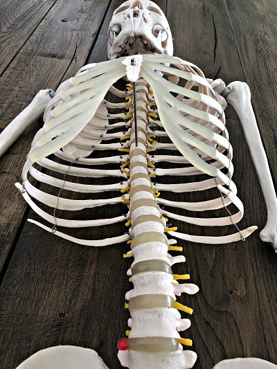 Life Size Skeleton IT-001 13