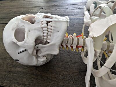 Life Size Skeleton IT-001 15