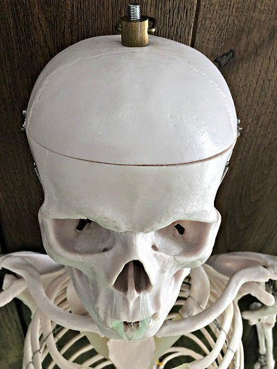 Life Size Skeleton IT-001 3