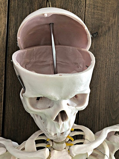 Life Size Skeleton IT-001 5
