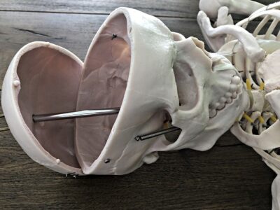 Life Size Skeleton IT-001 2