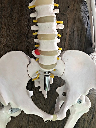 Life Size Skeleton IT-001 1