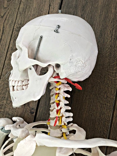 Life Size Skeleton IT-001 11