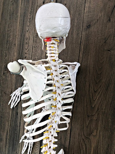 Life Size Skeleton IT-001 4