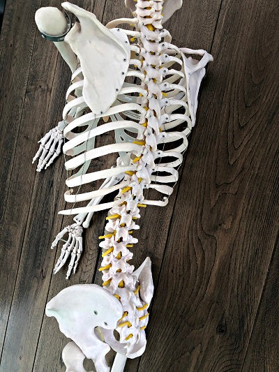 Life Size Skeleton IT-001 12
