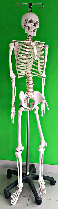 Life Size Skeleton IT-001 9