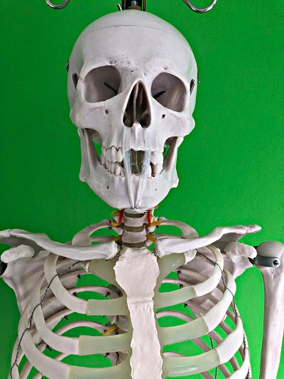 Life Size Skeleton IT-001 6