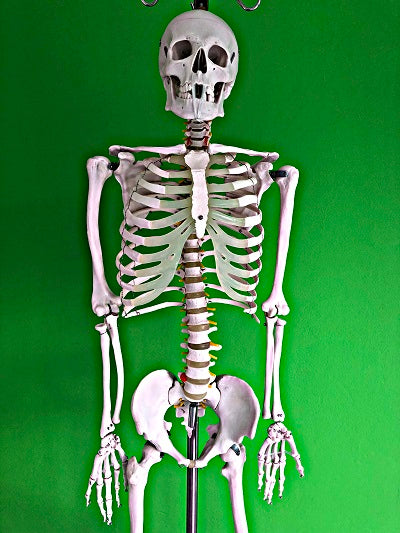 Life Size Skeleton IT-001 16