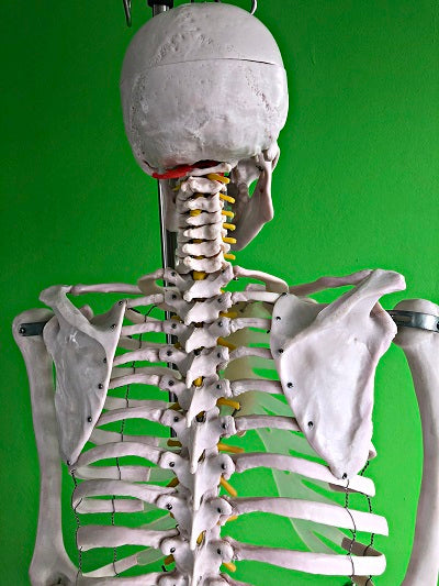 Life Size Skeleton IT-001 7