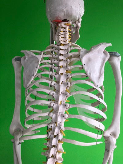 Life Size Skeleton IT-001 14