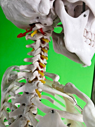 Life Size Skeleton IT-001 19