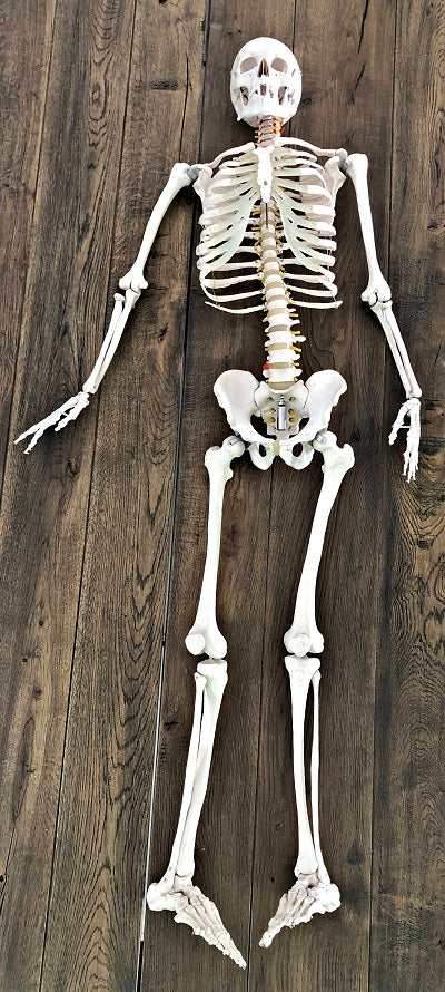 Life Size Skeleton IT-001 8