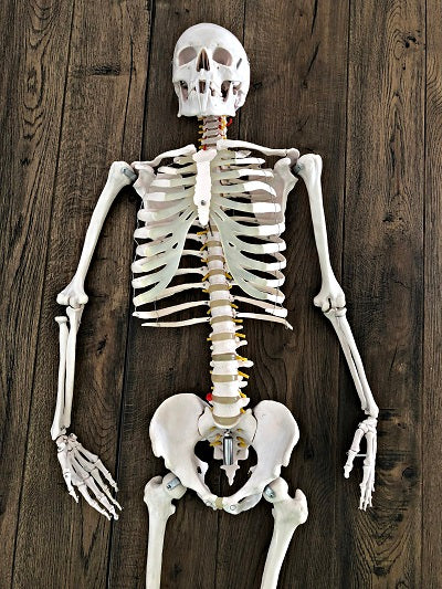 Life Size Skeleton IT-001 18