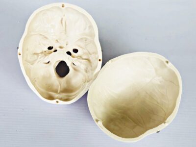 Life Size Skull IT006 1