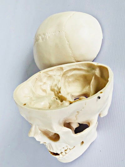 Life Size Skull IT006 3