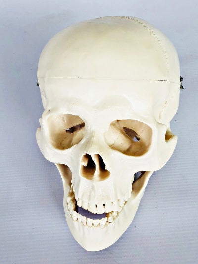 Life Size Skull IT006 2