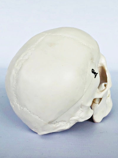 Life Size Skull IT006 5