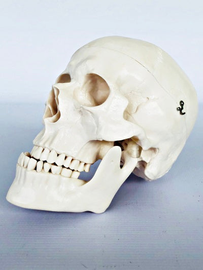 Life Size Skull IT006