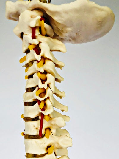 Life Size Vertebral Column with Stand IT007 Rigid 3