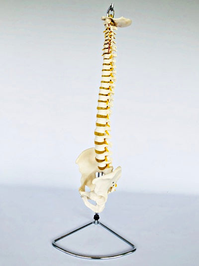 Life Size Vertebral Column with Stand IT007 Rigid 1