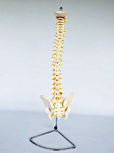 Life Size Vertebral Column with Stand IT007 Rigid 2