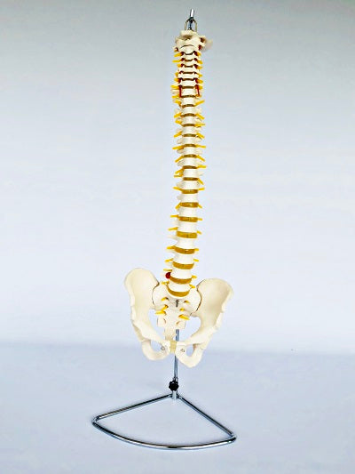 Life Size Vertebral Column with Stand IT007 Rigid