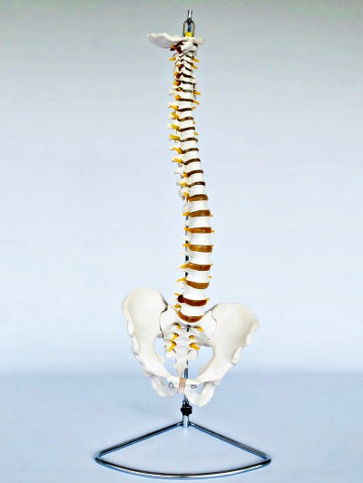 Life Size Vertebral Column with Stand IT007A
