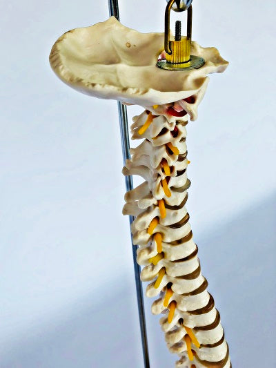 Life Size Vertebral Column with Stand IT007A 5