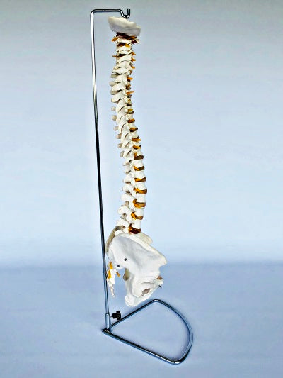 Life Size Vertebral Column with Stand IT007A 4