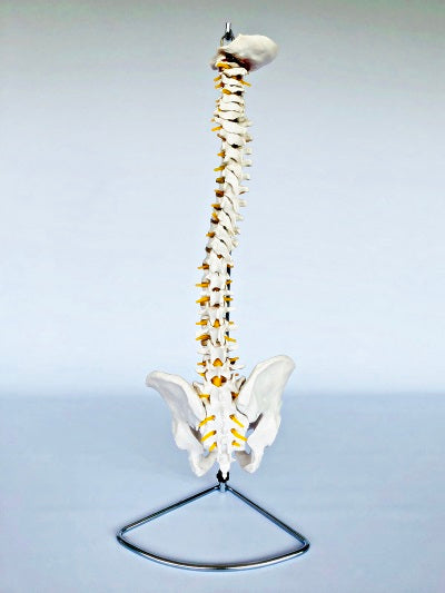 Life Size Vertebral Column with Stand IT007A 3