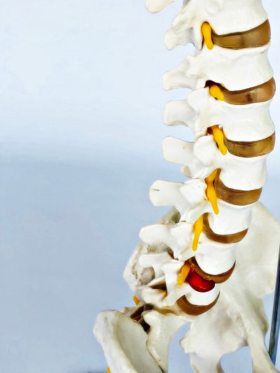 Life Size Vertebral Column with Stand IT007A 2
