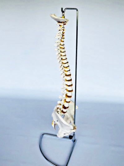 Life Size Vertebral Column with Stand IT007A 1